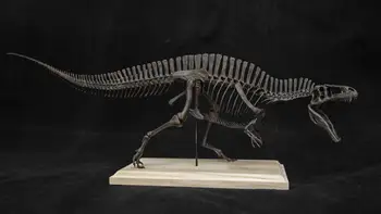 VWUVWU 1/20 Acrocanthosaurus Galvaskausa Skelets Modelis Carcharodontosauridae Dinozauru Dzīvnieku Kolekcionārs Skatuves Galda Dekorēšana Dāvanu Rotaļlietas